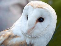 Turbary Woods Owl & Bird of Prey Sanctuary is 5 miles from the nursery, just north west of Clayton at Whitestake, Lostock Hall, near Preston