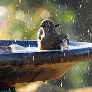 Ensure bird baths and water feeders are also regularly cleaned.