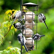 Fat and seed balls are very popular. Here we see long-tailed tits enjoying a feast.