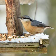 If you're lucky, you'll see less common birds like nuthatches.