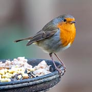 Robins, blackbirds, sparrows, starlings, pigeons and doves love grated Cheddar cheese.