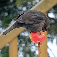 A simple apple bird feeder - popular among black birds in particular.