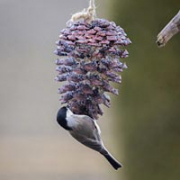 Bird eating a seed-covered pine cone.