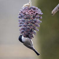 A pine cone bird feeder that is simple for children to make at home.