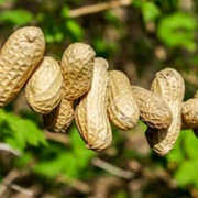 Strings of unroasted monkey nuts are popular with larger birds, some tits, and squirrels.