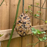 Home-made bird feeder made of a pine cone covered in seeds.