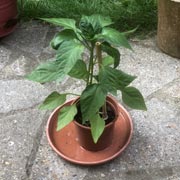 Our pepper plants were grown from the seeds found in shop-bought peppers. This one is about 4 weeks old.