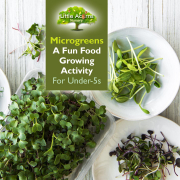 Microgreens: A Fun Food Growing Activity for Under-Fives