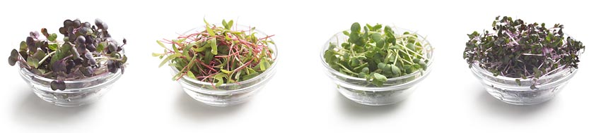 There is a huge variety of different microgreens
