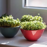 Microgreens can be grown in trays, egg cartons, used yoghurt pots or any shallow pot or dish that has drainage.