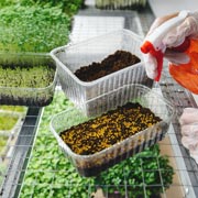 Microgreen seeds in a seed tray being sprayed gently with water.