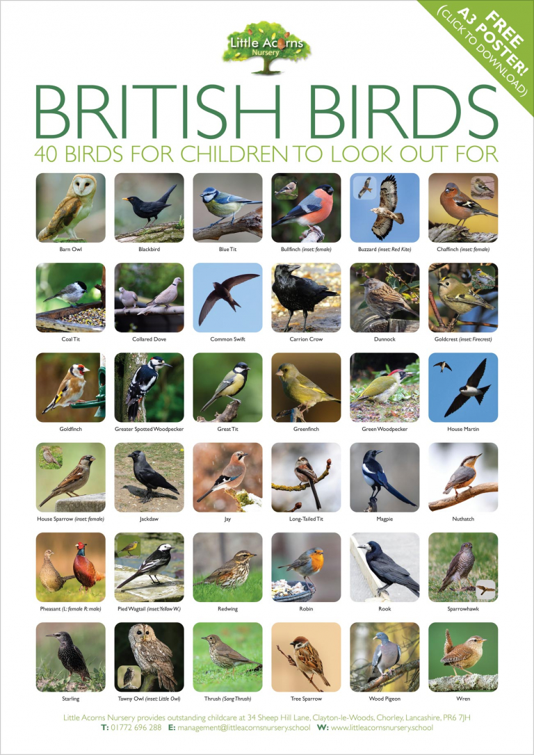 bird-spotting-activity-for-kids-with-free-british-birds-poster