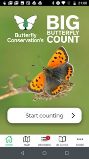 On 'Big Butterfly Count' day, families with smartphones can use the free smartphone app, which is available on both Apple IOS and Android.