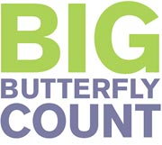The Big Butterfly Count takes place in July and early August each year, when most butterflies have reached adulthood.
