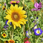 Wildflower seeds sown in March and April will generally flower in late spring/early summer