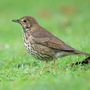The idea of the Big Garden Birdwatch is to understand how garden birds are faring in the UK.