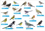 The RSPB's bird identification sheet for January 2024.