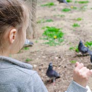 Children simply count how many birds of each species land on their patch at any one time.