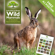 Let's Get to Know Wild Mammals! An Educational Nature Activity for Kids — with Free Poster