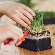 Children can learn how to grow their own food.