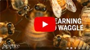 The Bee Waggle Dance (video).