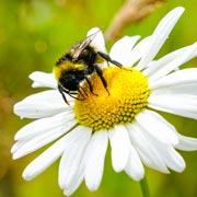 2025’s World Bee Day theme is “Bee inspired by nature to nourish us all.”