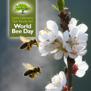 World-Bee-Day-FEATURED