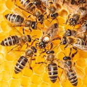 Getting involved in World Bee Day supports many areas of the Early Years Foundation Stage (EYFS) and helps children learn and grow in meaningful, hands-on ways.