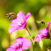 A bee-spotting activity is a great opportunity to explore areas of the EYFS that include Understanding the World and Communication & Language.