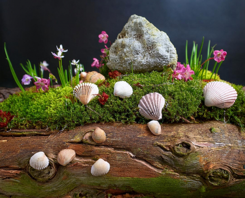 Mini fairy garden on a log with seashells, moss and growing flowers.