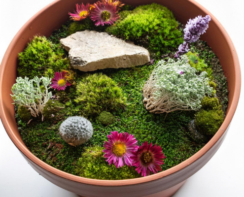 Flower pot mini garden with mosses, flower heads and lichen.