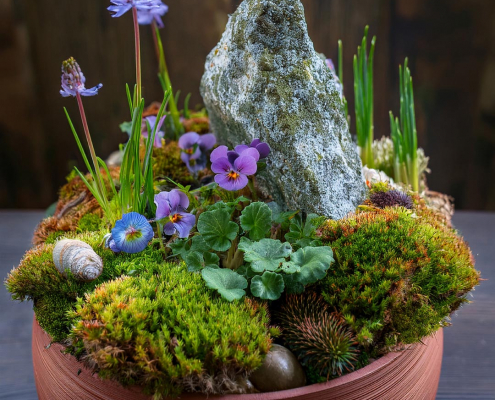 Another fairy garden in a flowerpot with growing pansies, feature rock, moss and stones.