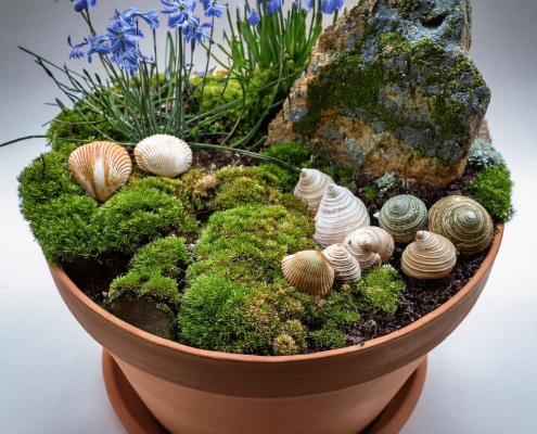 Child's fairy garden in a flowerpot with feature rock, seashells and growing plants.