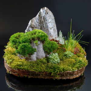 Fairy garden on rustic tray with moss, sedum plants, and feature rocks.