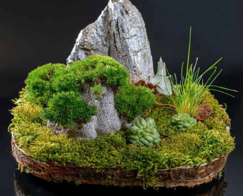 Fairy garden on rustic tray with moss, sedum plants, and feature rocks.