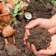 After a few months, the compost turns into a dark, crumbly, earthy material that's great for flowerbeds and potted plants.