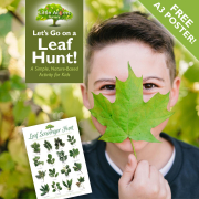 Let’s Go on a Leaf Hunt! A Simple, Nature-Based Activity for Kids — with a Free Poster!