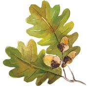 Children may already be able to recognise certain leaves, for example, oak leaves — especially when acorns are growing amongst them.