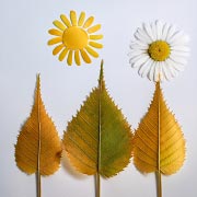Today we explore some wonderful creative activities for children using leaves they have foraged. 