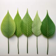 Simple leaf art can be used to make pictures, keepsakes, and even greetings cards. 