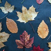 Leaf pressing allows children to make long-lasting creations with leaves. 
